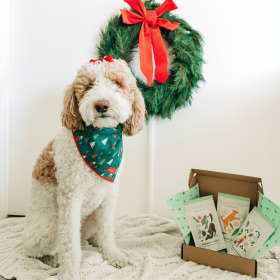 Pawliday Treat Bundle